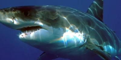 Carcharodon carcharias weißer hai