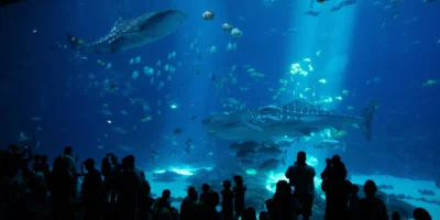 Georgia aquarium taroko Walhai gestorben