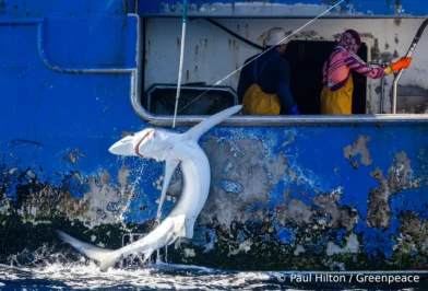 Greenpeace neuseeland langleinenfischen haie