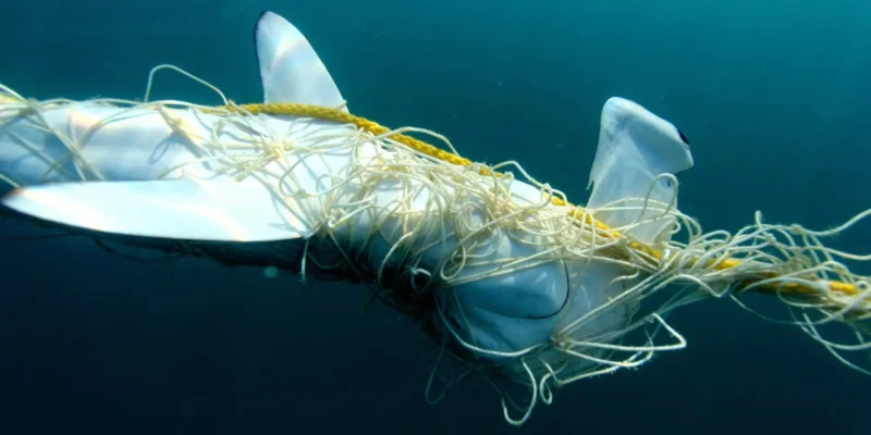 Hammerhai in einem hainetz verfangen in queensland