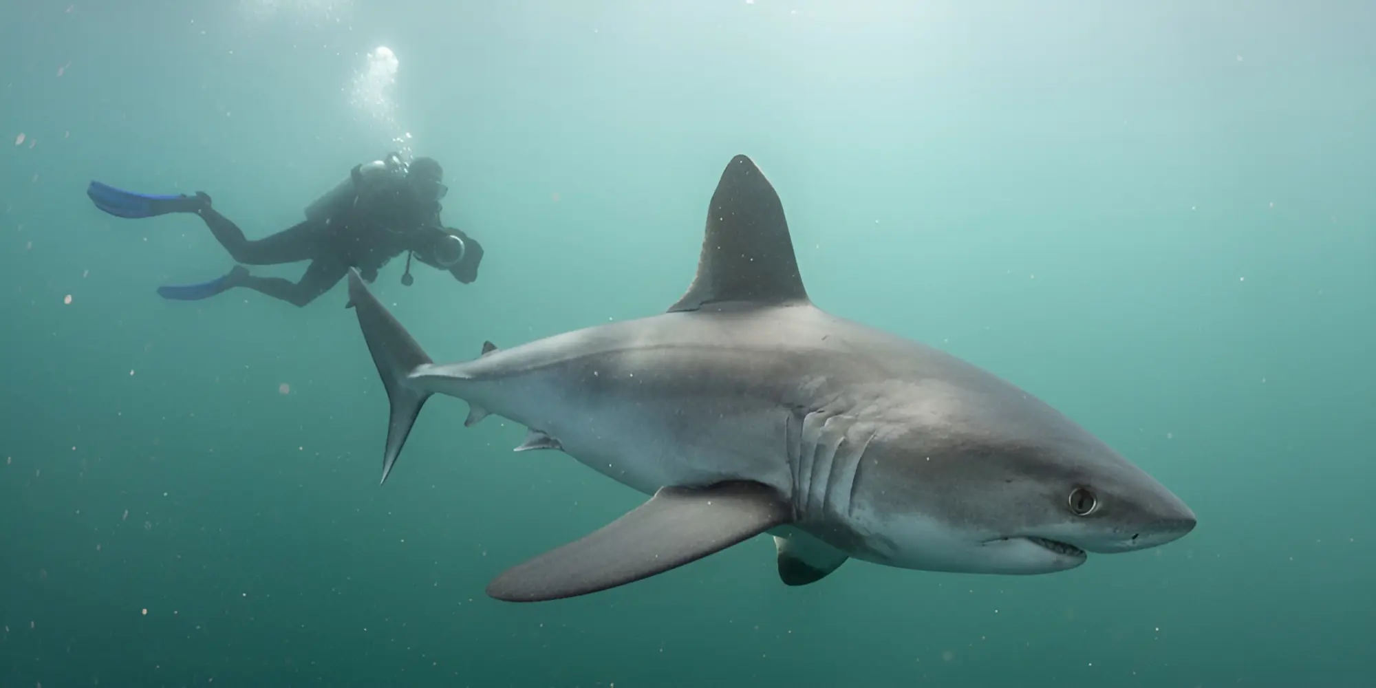 Heringshai lamna nasus