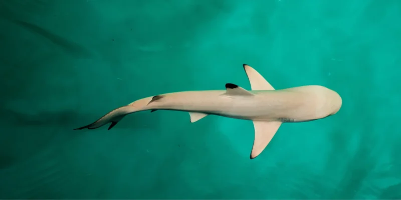 Malediven kippen hai fangverbot nach jahrzehnten