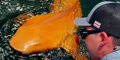 Oranger Ammenhai mit weißen Augen Costa Rica Oranger ammenhai mit weißen augen costa rica