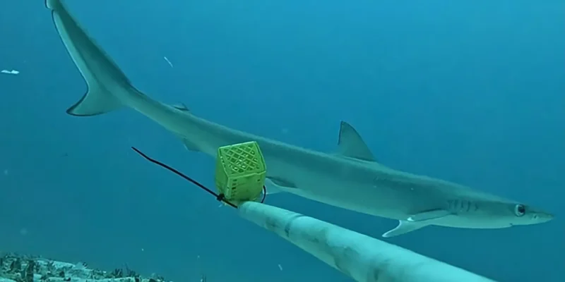 Schlitzaugenhai loxodon macrorhinus