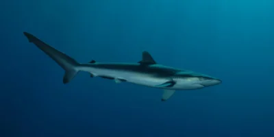 Seidenhai carcharhinus falciformis im blauwasser