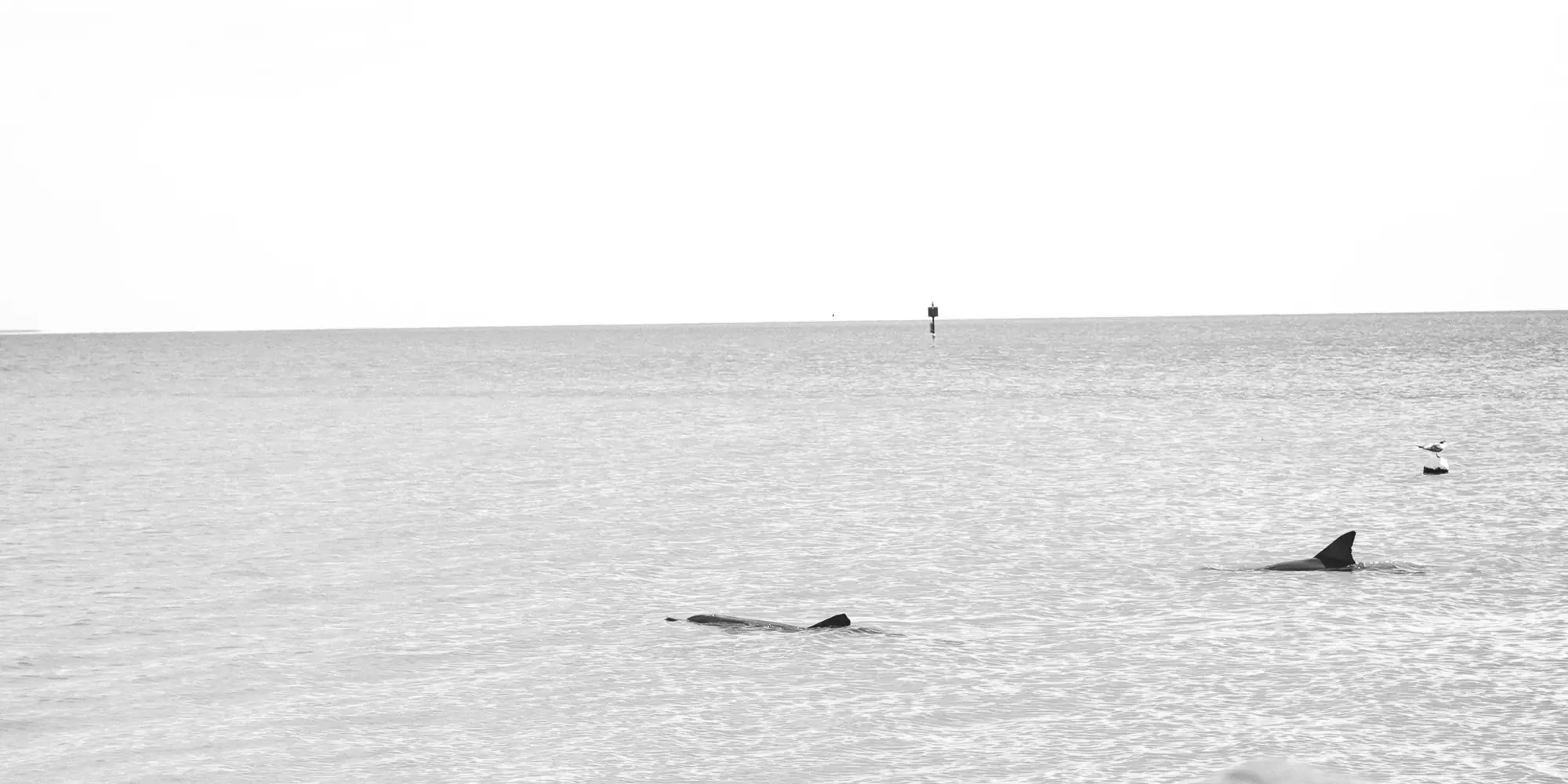 Tauchen mit haien in australien