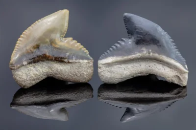 Tigerhai galeocerdo cuvier zähne