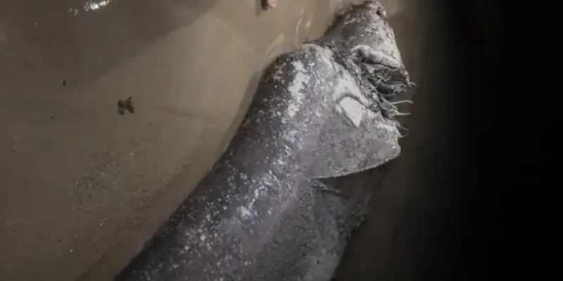 Toter grauhai mit großer wunde an stadtstrand angespült mallorca