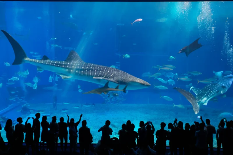Walhai im okinawa churaumi aquarium in japan