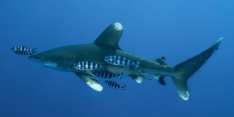 Weißspitzen hochseehai carcharhinus longimanus